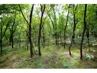Property photo 25 - SIGNIFICANT LAND & PRODUCING MINERALS SEALED BID AUCTION - 233+/- ACRE FARM IN 1 TRACT - 6 MINERAL TRACTS IN GARVIN, MCCLAIN, GRADY & ROGER MILLS COUNTIES, OKLAHOMA